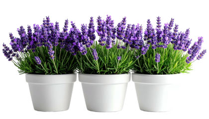 Three white pots, each overflowing with vibrant purple lavender blooms