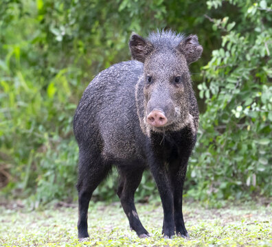 The collared peccary (Dicotyles tajacu) running at  Bentsen-Rio Grande Valley State Park, Texas