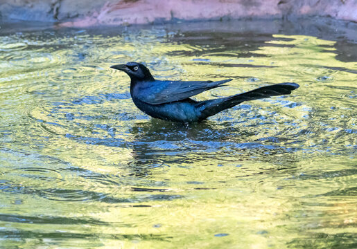 The great-tailed grackle or Mexican grackle (Quiscalus mexicanus) taking bath, Bentsen Rio Grande State Park, Texas