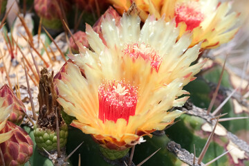 Blossom of Ferocactus from Mexico (Ferocactus pottsii)