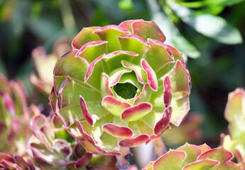 Tree aeonium, tree houseleek, or Irish rose (Aeonium arboreum)