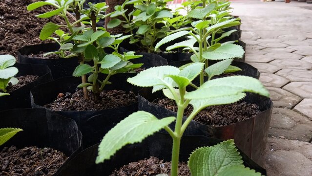 Rows of Young Mexican Mint Plectranthus Amboinicus Plants in Black Polybags