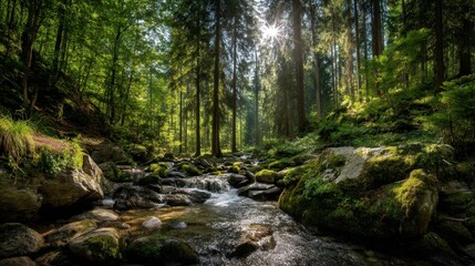 Obraz premium A stream flows through a forest filled with tall trees and rocks covered in moss. Sunlight shines down creating a bright atmosphere in the greenery.