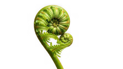 green fern leaf curled up tightly  natural plant growth