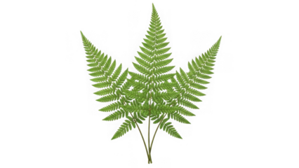 Green fern leaf isolated on white background