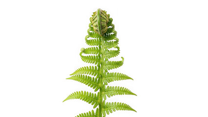 green fern leaf with curled fronds isolated on white