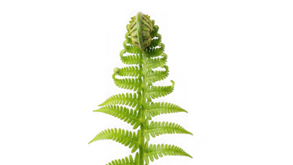 green fern leaf with curled fronds isolated on white