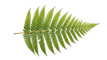 green fern leaf with stem