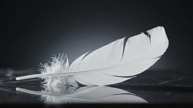 A single, pristine white feather rests on a reflective surface against a dark gradient backdrop