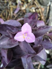 purple orchid flower