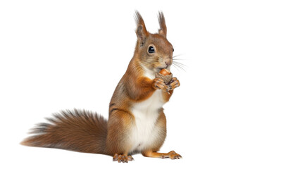 Curious red squirrel enjoying a nut