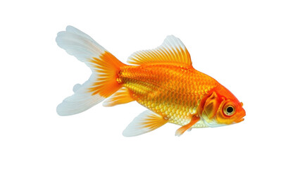 Single golden fish swimming in clear water