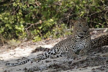 Sri Lankan Leopards in Wilpattu National Park, Sri Lanka 