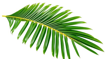 Obraz premium A single vibrant green tropical palm leaf isolated on a transparent background, crisp and detailed.