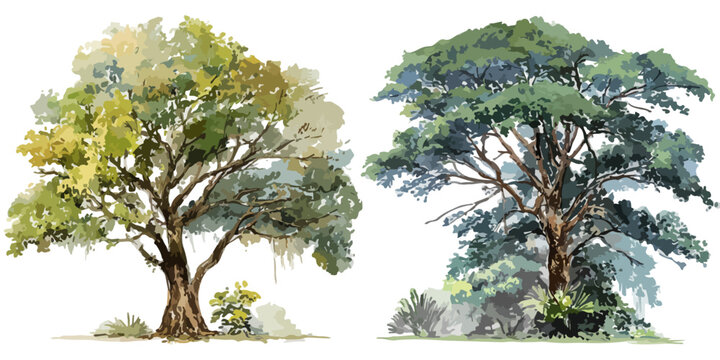 Deux illustrations d'arbres luxuriants aux feuillages vari&eacute;s, peintes &agrave; l'aquarelle, sur fond transparent pour un design &eacute;cologique.