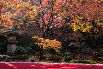 京都府左京区圓光寺庭園紅に坐す