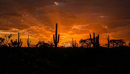 Dramatic desert sunset with silhouetted saguaro cacti and vibrant orange sky