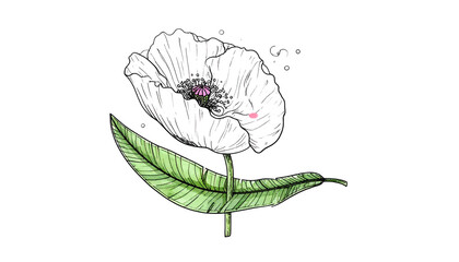 Delicate white flower with green leaf, drawn illustration style, black background