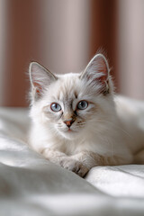 Tabby kitten on white fabric in monochromatic white for pure innocent photography