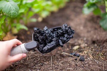 Close-up of a hand scooping homemade biochar with a garden trowel and spreading it into soil in a vegetable garden. 