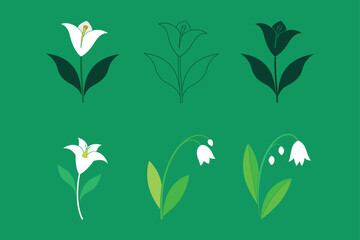 Sego Lily botanical flower illustration in clean flat vector style