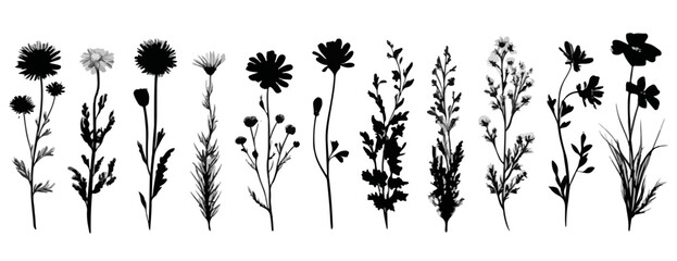 白い背景に並べられた様々な野生植物と花のシルエットのセット。デザイン素材として使いやすい透明感のあるボタニカルイラストレーション。