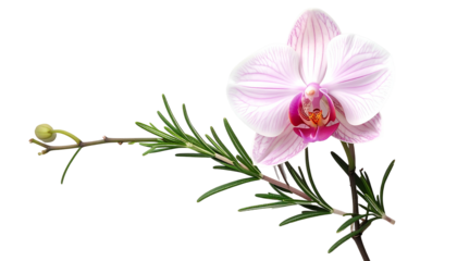 Delicate pink orchid bloom and green sprig on a black backdrop