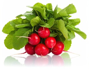 Bunch of vibrant red radishes with leafy green tops, white background