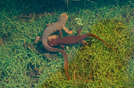 Courtship of California Newts (Taricha torosa) with the female (right) and the male (left) under shallow water on the edge of a small pond. 