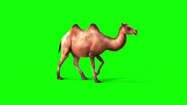 3D illustration of A lively brown camel trots across a bright green background, showcasing its unique features and captivating movement.