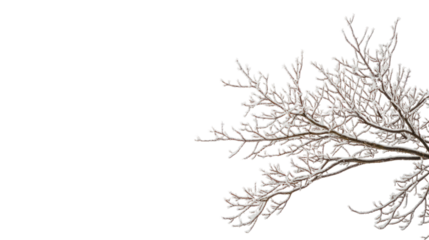 Bare winter tree branch with light frost positioned on one side isolated on transparent background