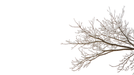 Bare winter tree branch with light frost positioned on one side isolated on transparent background