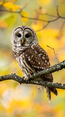 Owl perched on branch, autumn backdrop