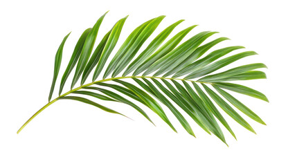 Close-up green palm leaf isolated on transparent background with copy space