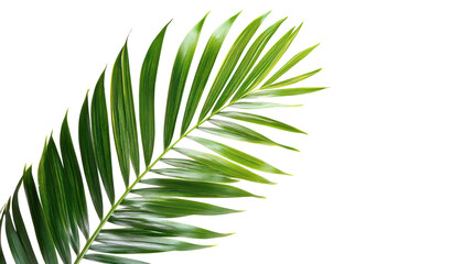 Obraz premium Close-up green palm leaf isolated on transparent background with copy space