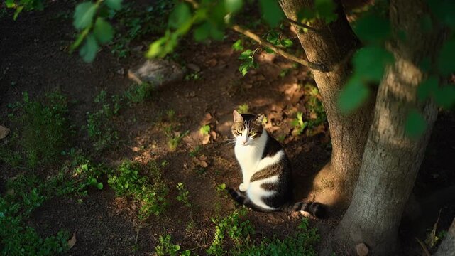 Domestic Cat Resting Calmly Under Tree in Dappled Sunlight, Outdoor Garden Scene from Elevated Viewpoint b roll for advertising and news