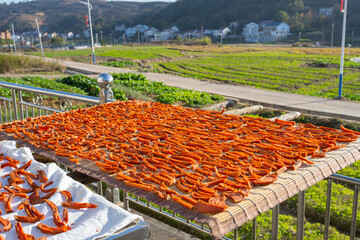 Drying sweet potatoes in the autumn sun.