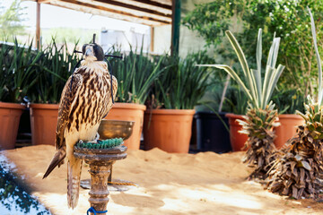 Arabian falcon bird sits on perch in courtyard of residential building, Dubai, UAE. High quality photo