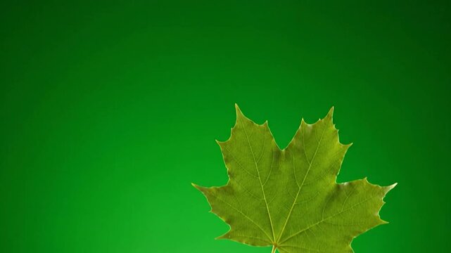 A vibrant green maple leaf with a prominent stem against a bright green background