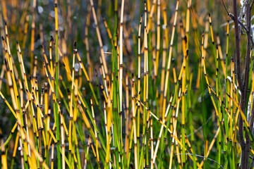 Obraz premium horsetails 5