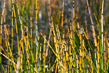 Obraz premium horsetails 4