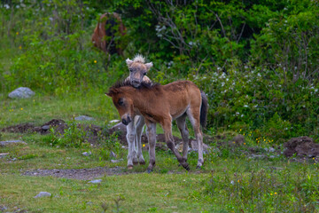 Two foals at Grayson Highlands