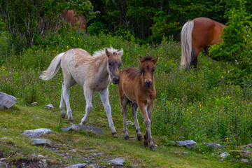 Two foals playing at Grayson Highlands