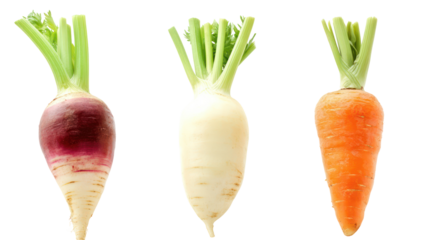Carrot turnip and beetroot three winter root crops with green tops on transparent background