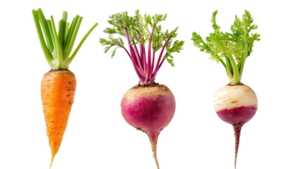 Carrot turnip and beetroot three winter root crops with green tops on transparent background