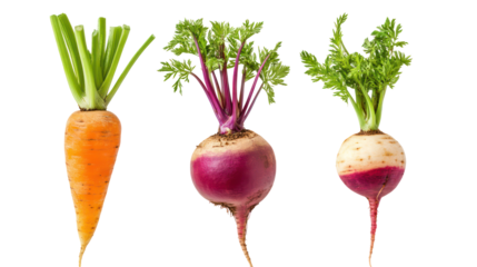 Carrot turnip and beetroot three winter root crops with green tops on transparent background
