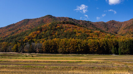 紅葉した秋の山　秋景色　長野県