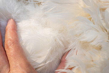 Obraz premium White goose down raw material