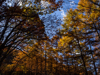 紅葉した秋の山　秋景色　長野県