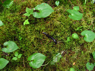 Black Slug in the Forest